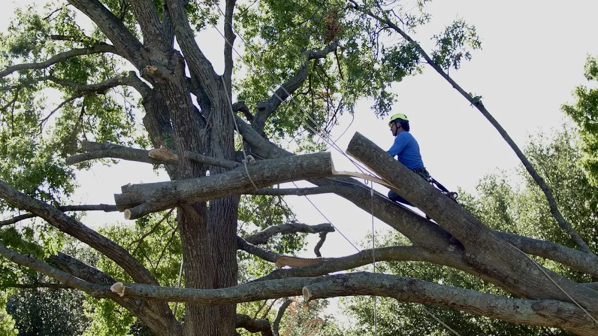 Professional Crown Thinning performed by certified arborists in Alford