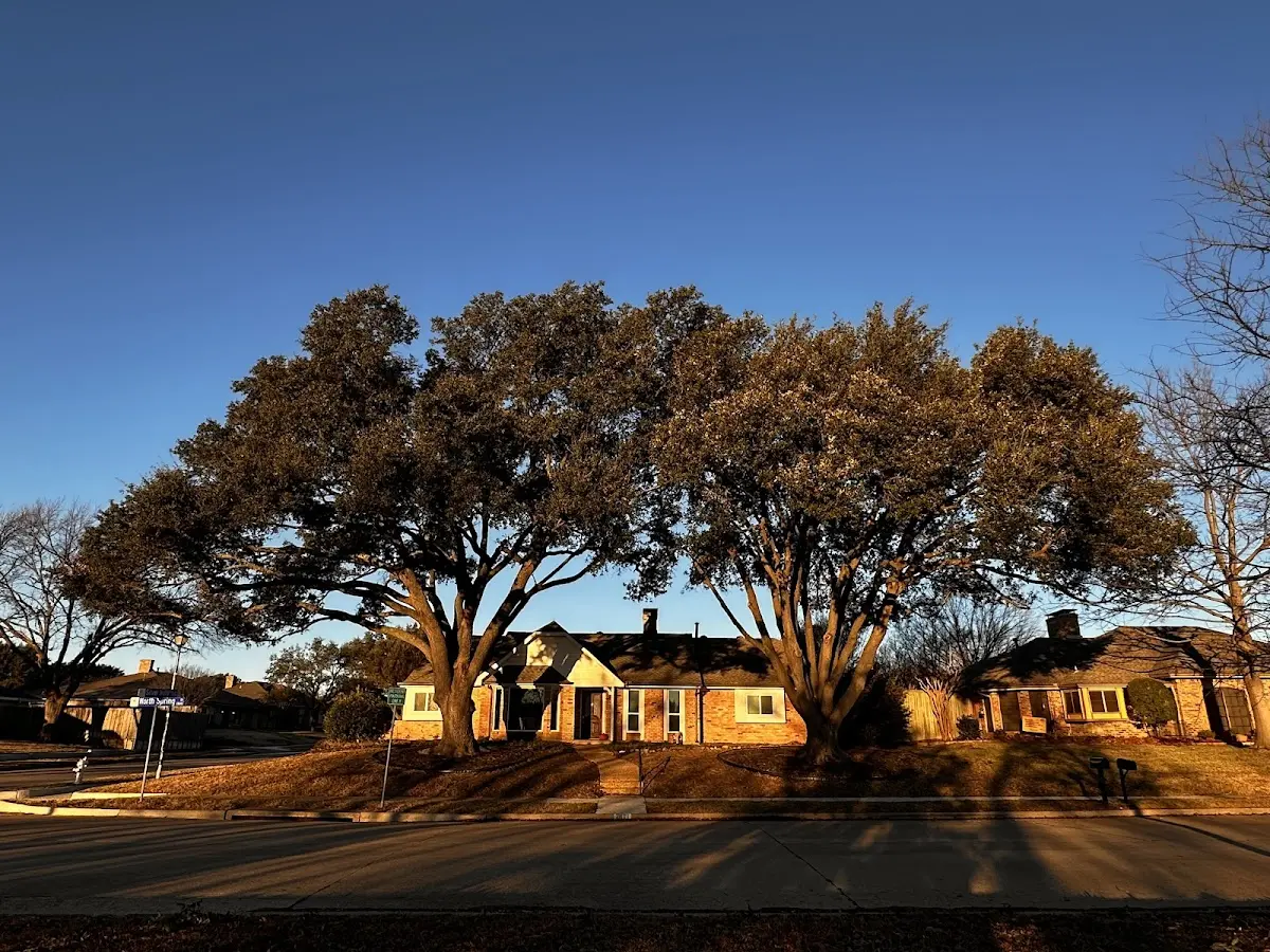 Established residential canopy tree shading a home in Alford